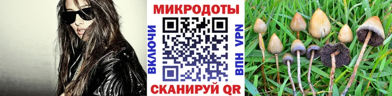 купить   Монино  Галлюциногенные грибы Psilocybine cubensis 